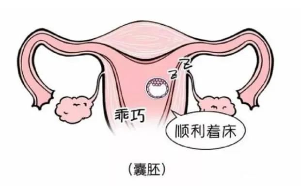 试管婴儿移植多胚胎成功率更高？试管婴儿胚胎移植颗数应该怎么选？