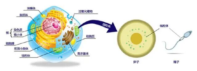 试管婴儿反复失败?备孕迟迟没动静?如何科学干预才能让备孕之路更顺畅? 试管婴儿反复失败?备孕迟迟没动静?如何科学干预才能让备孕之路更顺畅?