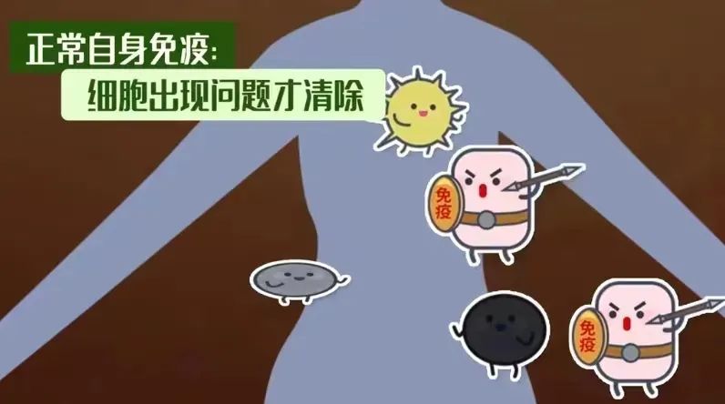 免疫系统会影响怀孕吗？如何调节免疫提高受孕率？如何进行免疫调节？