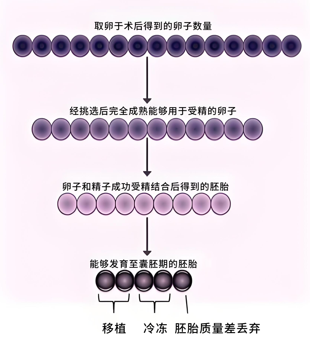 为什么卵泡数、取卵数、胚胎数，会层层"缩水"？试管婴儿胚胎数为何远少于卵泡数？