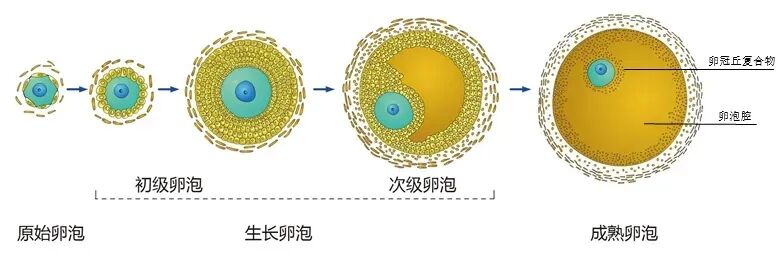 AMH数值低怎么办？AMH值低还能怀孕吗？备孕女如何科学提升AMH值？