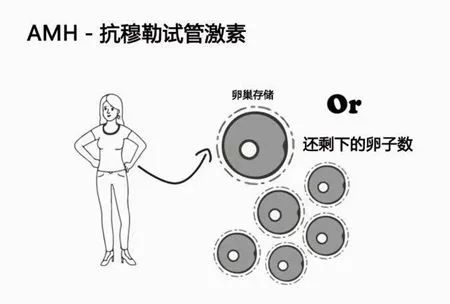 0岁后AMH值加速下降？如何延缓卵巢衰老？如何通过改善AMH值提高试管婴儿成功率？"