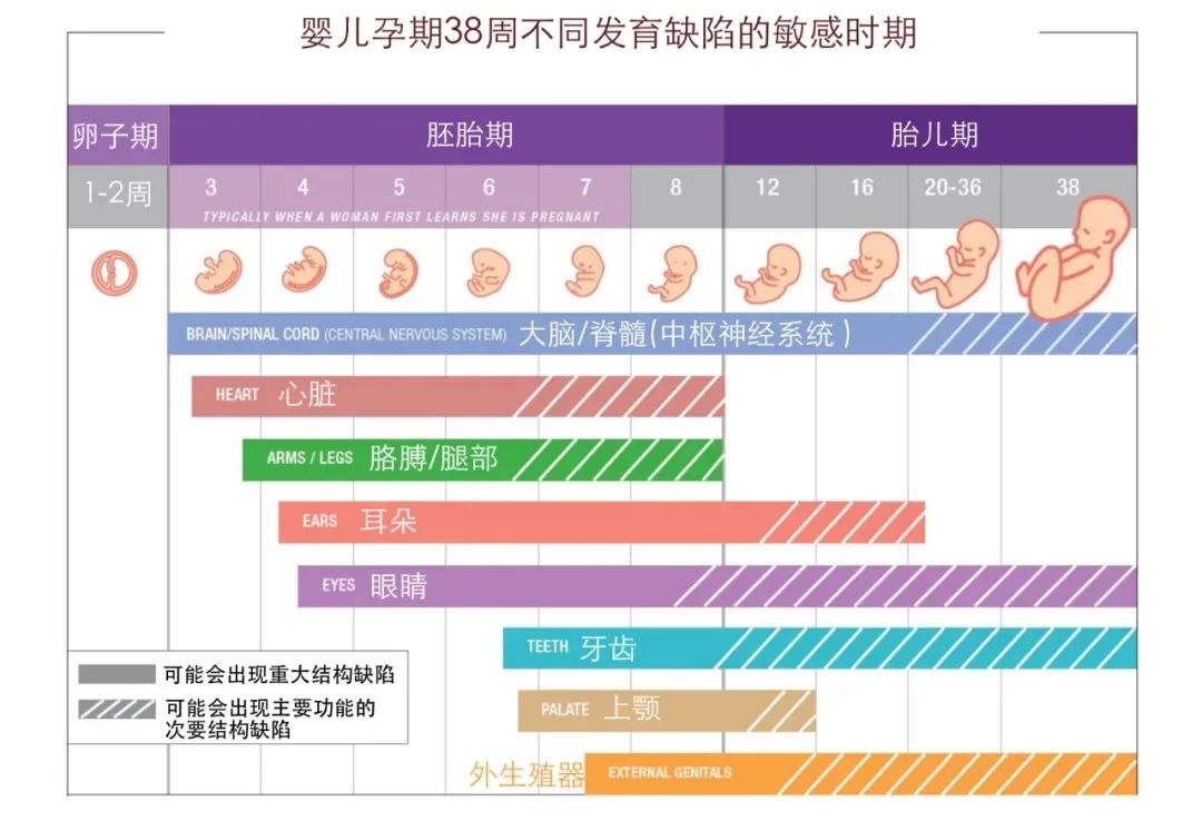 胎儿畸形高发期在什么时候？孕期如何避免胎儿畸形？高龄备孕如何预防胎儿畸形？