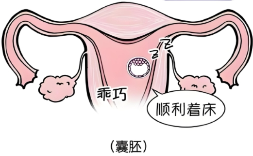 囊胚评级AA就一定最好吗？4AA和6AA囊胚哪个更好？一文读懂囊胚评级背后的秘密！