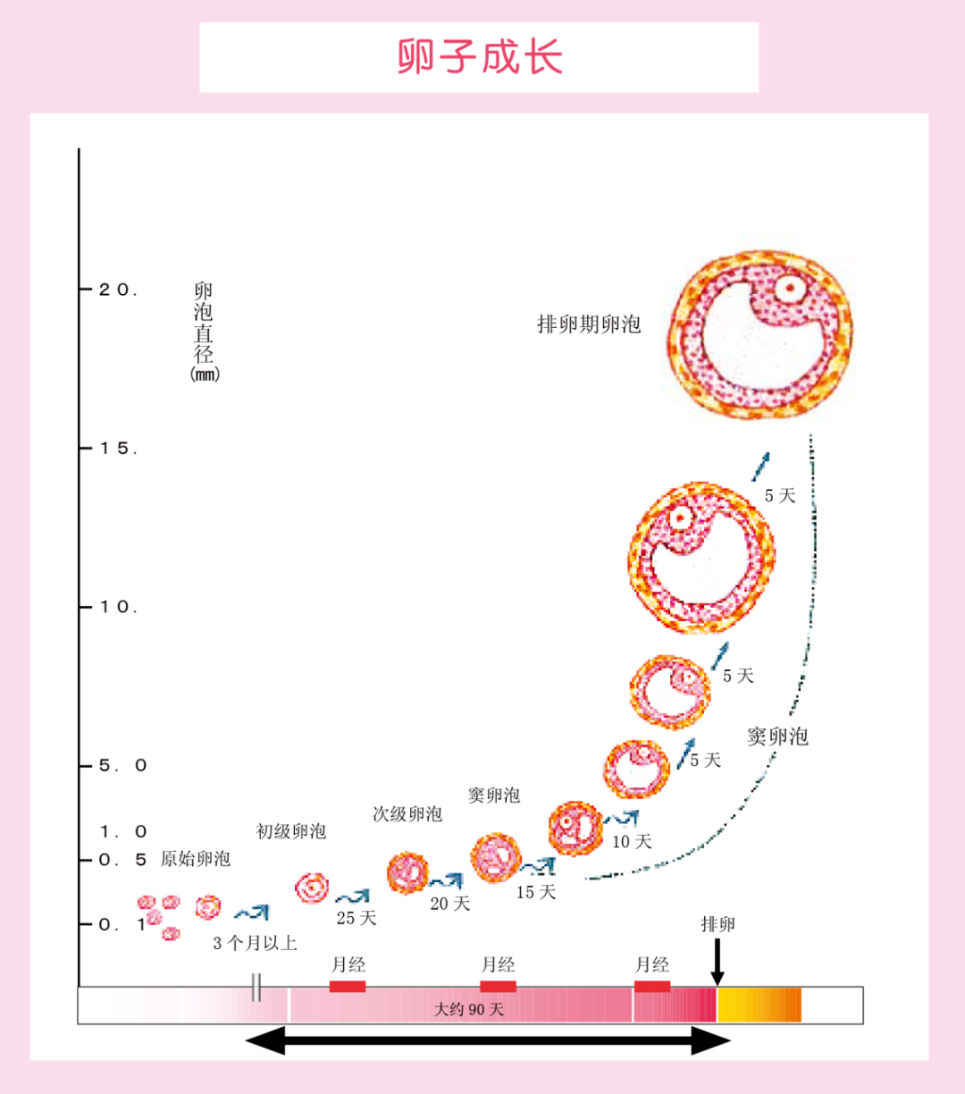 父母体重如何影响胎儿健康？备孕反复失败？可能是体重超标惹的祸！