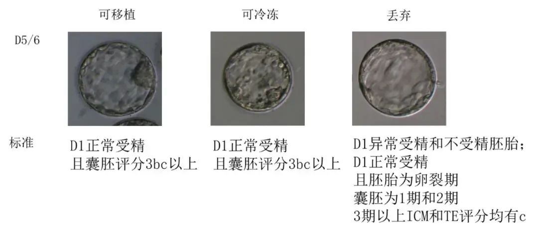 囊胚评级AA就一定最好吗？4AA和6AA囊胚哪个更好？一文读懂囊胚评级背后的秘密！