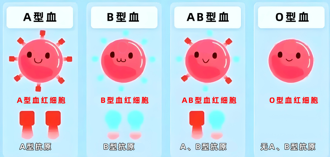 血型不合真的会导致新生儿溶血吗？​夫妻血型组合如何影响胎儿健康？​
