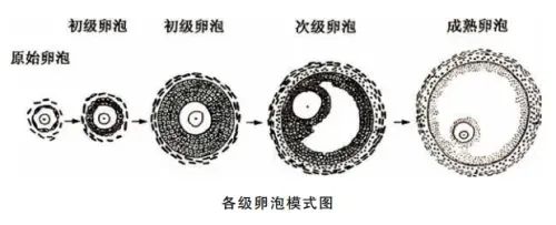 5岁+女性如何养出优质囊,提高卵子质量？高龄备孕成功经验分享！"