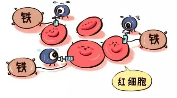 备孕需要补充哪些营养素？叶酸和肌醇如何提高受孕率？缺铁会影响怀孕成功率吗？