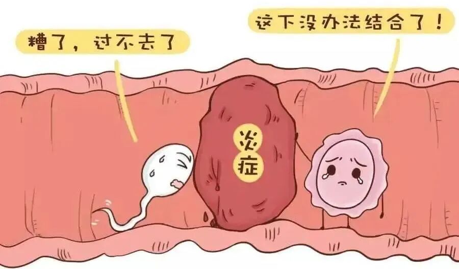 慢性炎症会影响生育力吗?卵巢内暗藏“生育杀手”:慢性炎症与不孕的真相! 慢性炎症会影响生育力吗?卵巢内暗藏“生育杀手”:慢性炎症与不孕的真相!