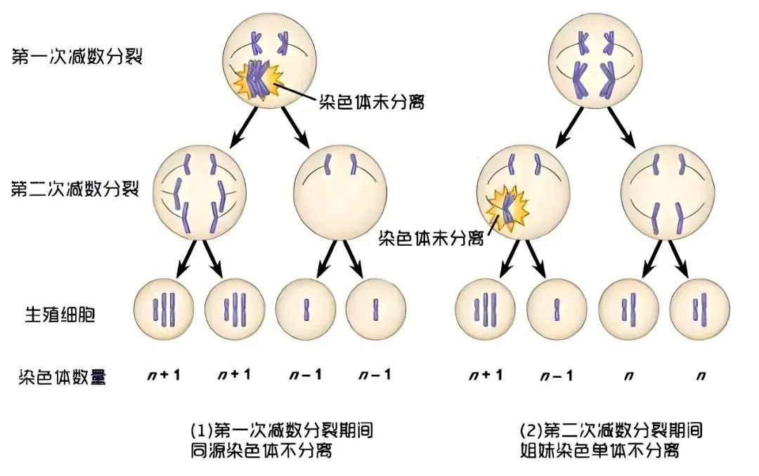 高龄备孕难？染色体异常率高？卵子质量差怎么办？卵子「未老先衰」的2大原因