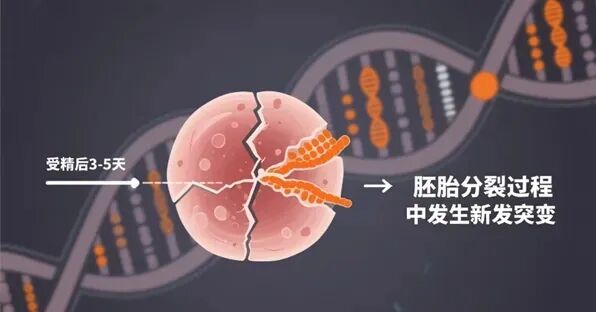 夫妻染色体正常，为何胚胎染色体异常？胚胎染色体异常的几个影响因素