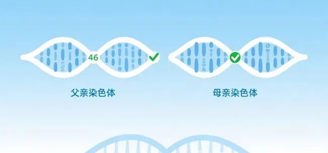夫妻染色体正常，为何胚胎染色体异常？胚胎染色体异常的几个影响因素