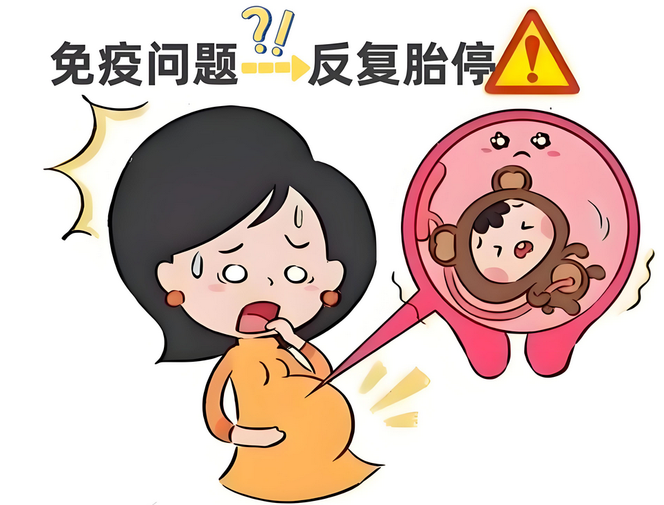 免疫系统会影响怀孕吗？如何调节免疫提高受孕率？如何进行免疫调节？