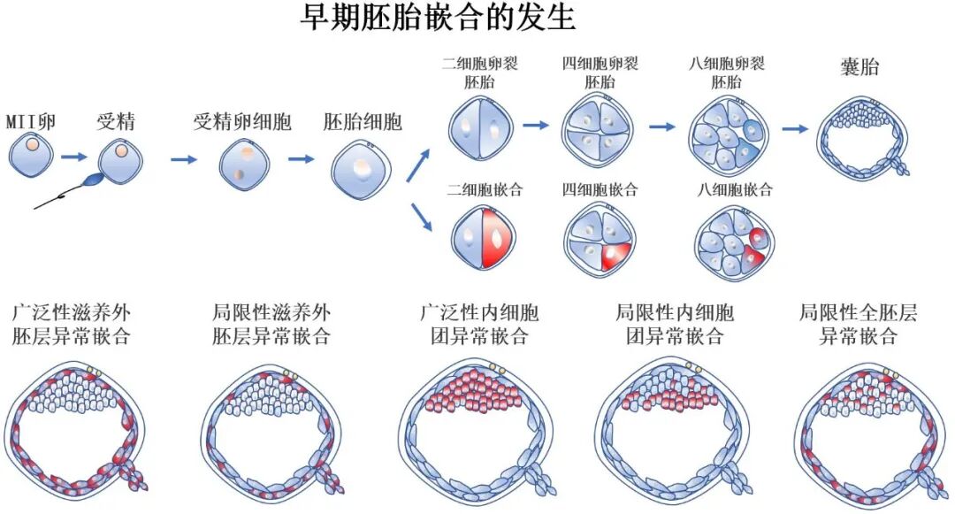夫妻染色体正常，为何胚胎染色体异常？胚胎染色体异常的几个影响因素
