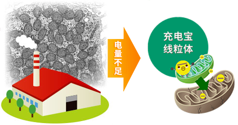 高龄备孕必看：嵌合体胚胎还能成功妊娠吗？如何应对嵌合体胚胎的风险？