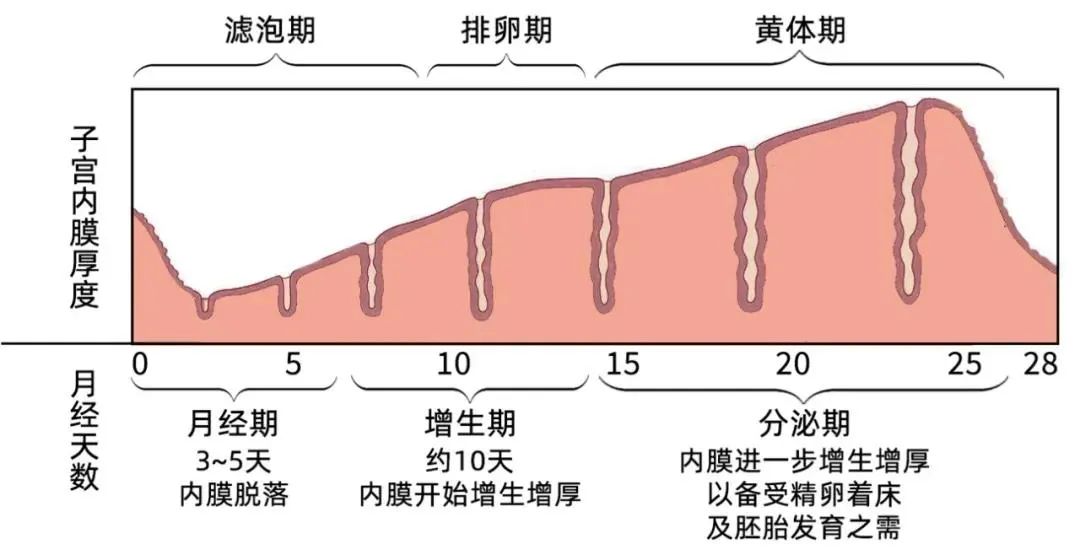 试管婴儿反复失败？可能是你错过了最佳移植'窗口期'！
