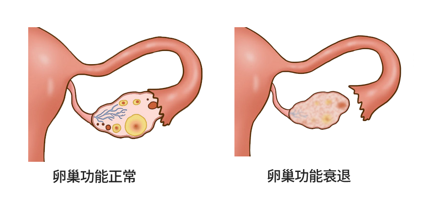 备孕困难？卵泡总是不成熟？赶紧查查这4个原因！备孕女性必看的调理方法！