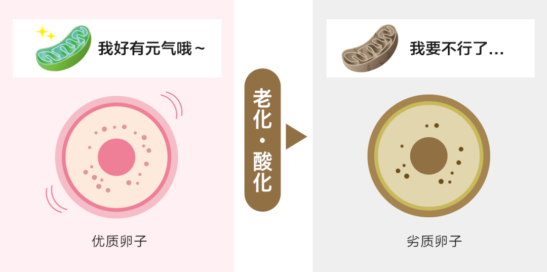 高龄备孕必看：嵌合体胚胎还能成功妊娠吗？如何应对嵌合体胚胎的风险？