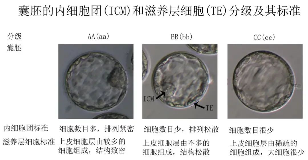 囊胚评级AA就一定最好吗？4AA和6AA囊胚哪个更好？一文读懂囊胚评级背后的秘密！