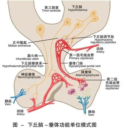 胎停的主因是什么？高龄备孕如何降低风险？导致胎停的6个“隐形杀手”，备孕姐妹要避坑！