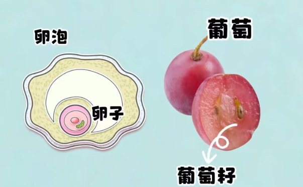 卵泡又大又圆却卵子质量差？备孕和试管婴儿如何破解这个难题？
