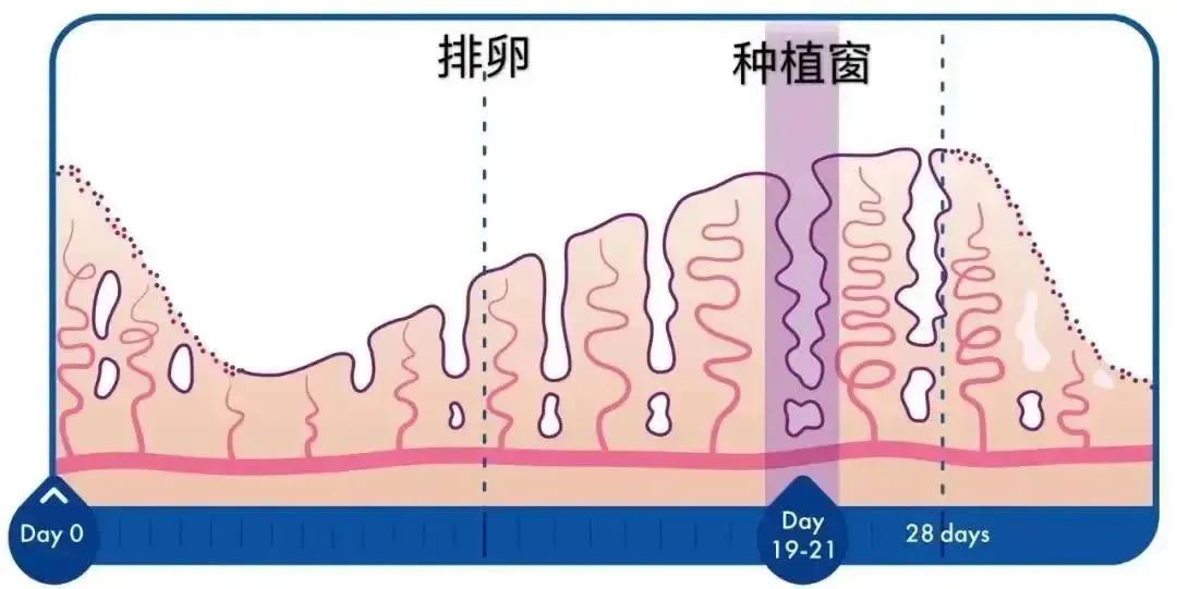 试管婴儿反复失败？可能是你错过了最佳移植'窗口期'！