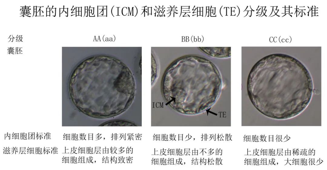 试管婴儿养囊成功率低？备孕路上屡战屡败？备孕做试管婴儿必须避开这3个坑！