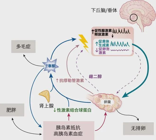 备孕总失败？你的精子和卵子可能正在'摆烂'！这些生殖冷知识你一定要知道