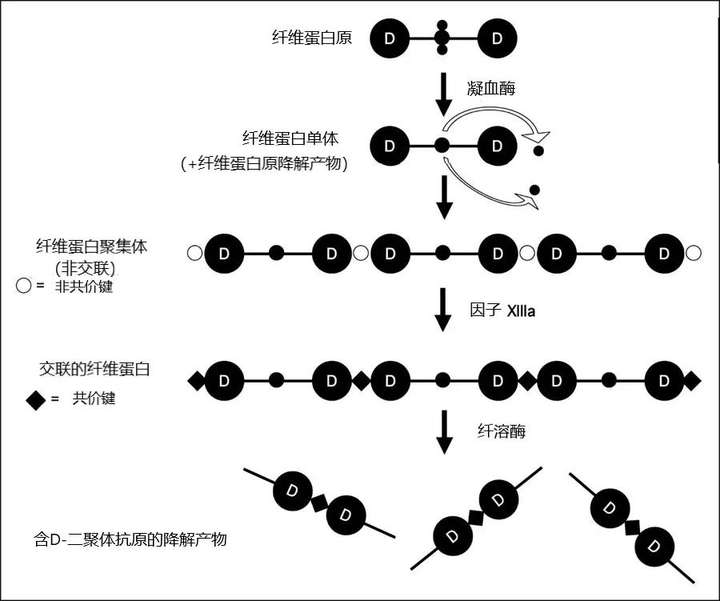 D-二聚体在孕期有何临床意义？如何解读其检查结果？孕期D-二聚体升高真有那么可怕吗？