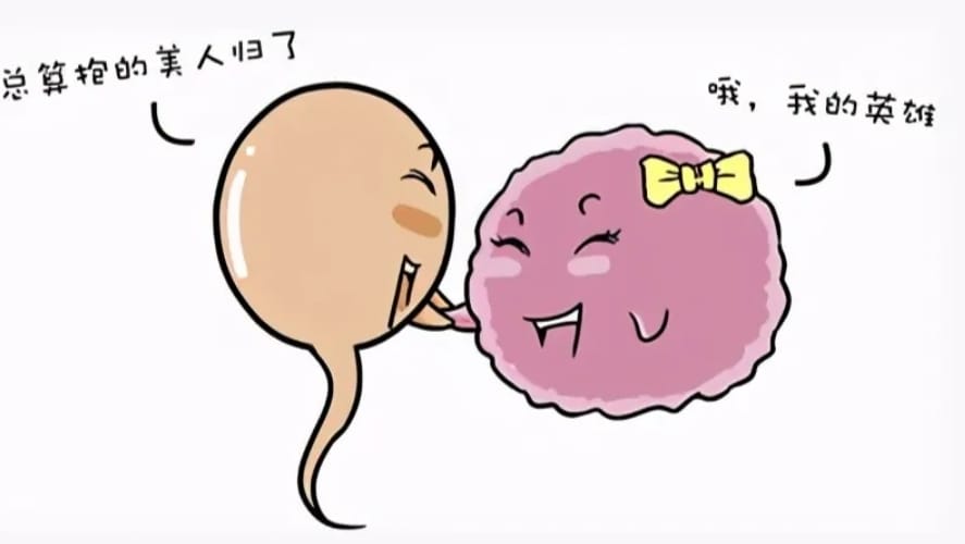 了解免疫异常对生育力的影响：探讨卵巢早衰与自身免疫疾病的关联