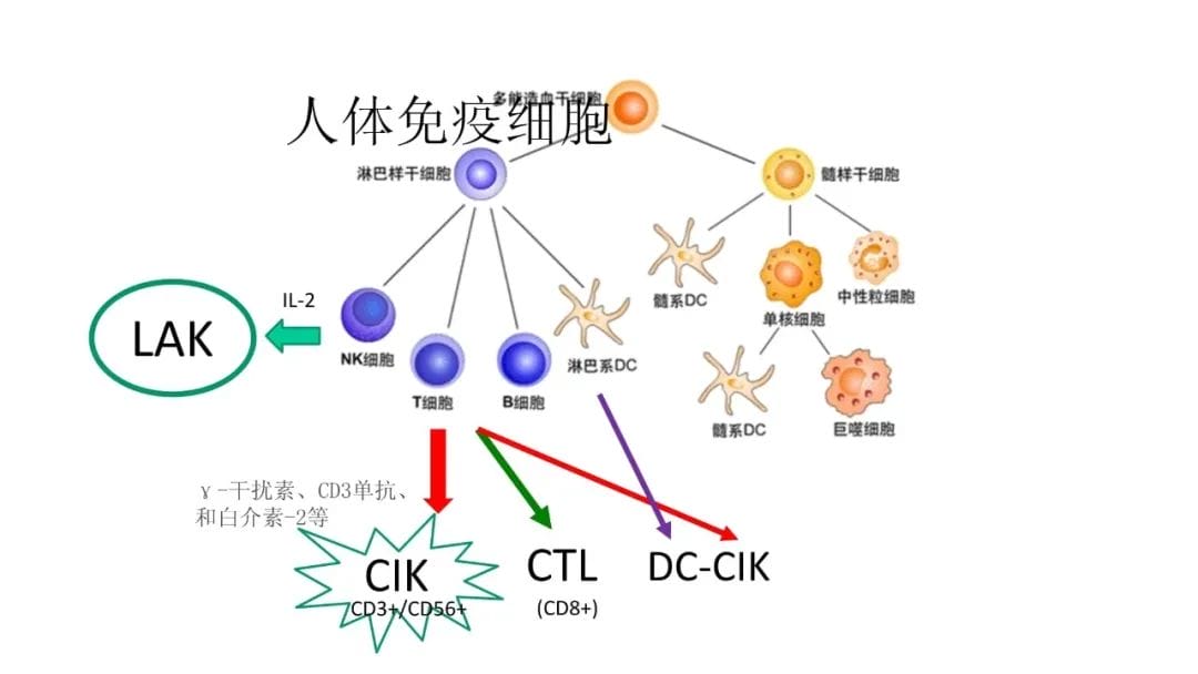 想拯救卵子？请杜绝这种饮食习惯！