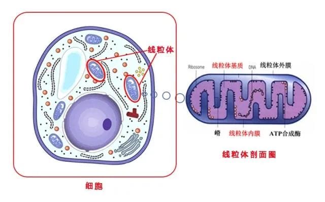 试管婴儿养囊失败的原因是什么？试管婴儿过程中如何有效改善胚胎质量？