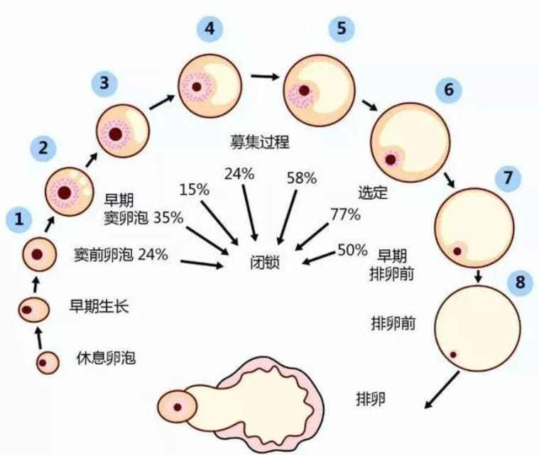 什么是试管婴儿优势卵泡？试管婴儿优势卵泡有什么特征？优势卵泡主导怀孕的绝对C位！