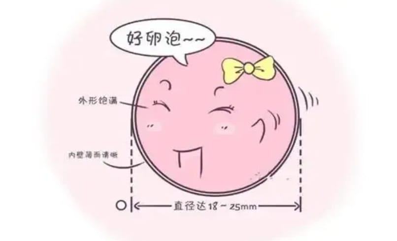 什么是试管婴儿优势卵泡？试管婴儿优势卵泡有什么特征？优势卵泡主导怀孕的绝对C位！
