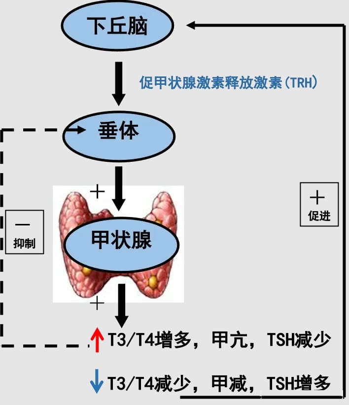 甲状腺功能异常会导致不孕不育吗？妊娠期间甲状腺标准范围是多少？