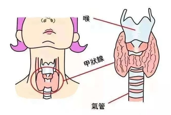 甲状腺功能异常会导致不孕不育吗？妊娠期间甲状腺标准范围是多少？