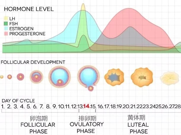 什么是正常的FSH水平？FSH为什么会变高？降低FSH就能更快怀上宝宝妈？