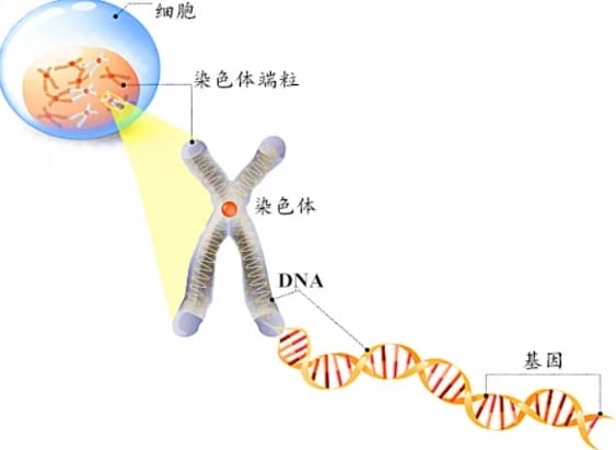 哪些人群需要检查染色体？<a href=/tag/3754/ target=_blank class=infotextkey>三代试管</a>婴儿筛查技术可助力<a href=/tag/4394/ target=_blank class=infotextkey>染色体异常</a>人群生育健康宝宝