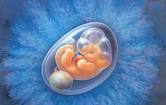 试管婴儿胚胎移植完可以坐车回家吗？试管婴儿移植后需要注意的事项有哪些？