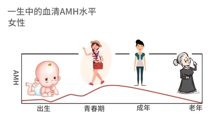 AMH值低≠不孕！试管婴儿前的AMH检查可以有效评估高龄女性生育潜力