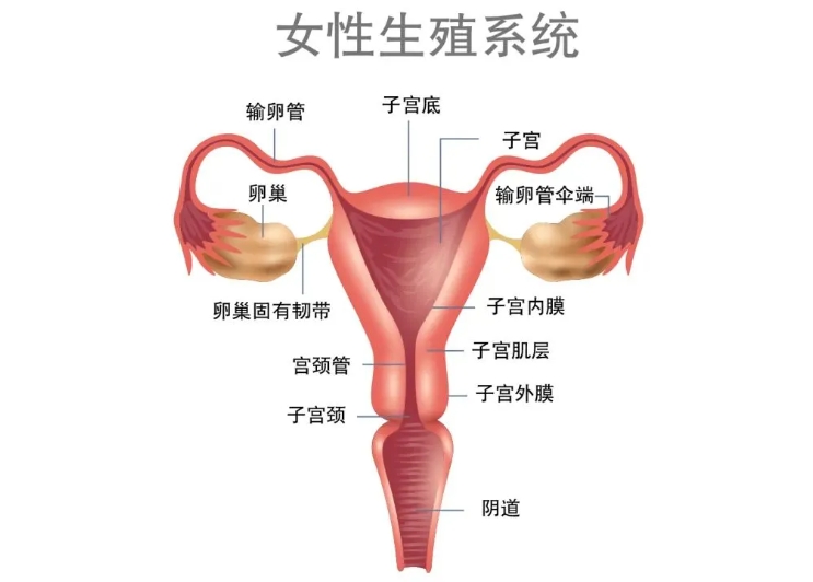 什么是子宫畸形？子宫畸形怎么诊断？子宫畸形对试管婴儿成功率有何影响？