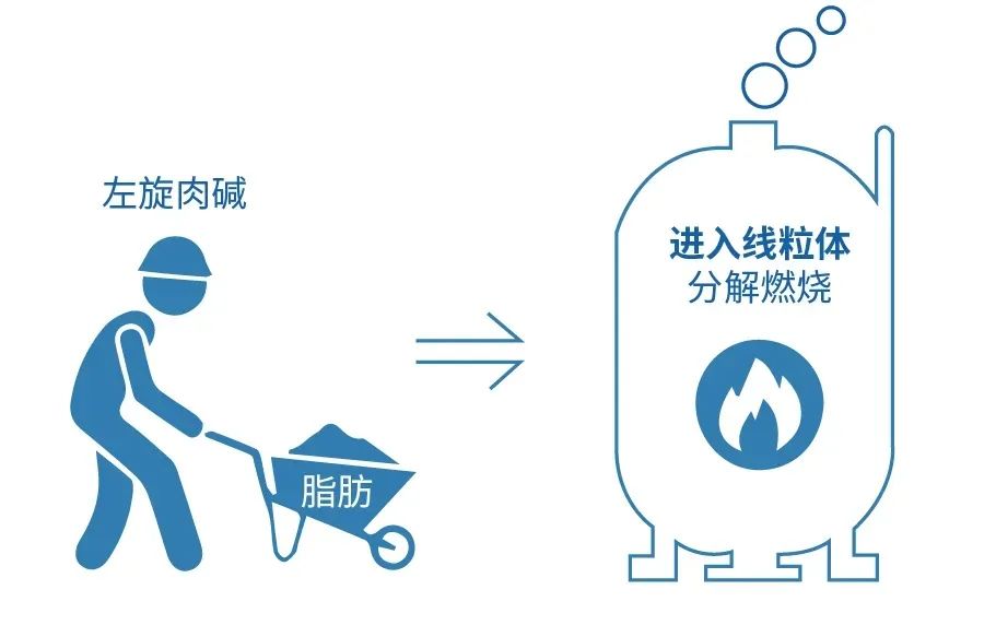 左旋肉碱真能养卵又助孕吗？试管婴儿周期中该不该吃左旋肉碱？