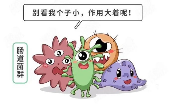 左旋肉碱真能养卵又助孕吗？试管婴儿周期中该不该吃左旋肉碱？