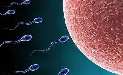 男性精子问题会导致胎停？备孕男性如何科学'抢救'精子？