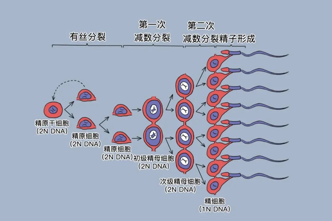 男性精子问题会导致胎停？备孕男性如何科学'抢救'精子？