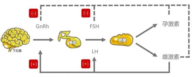 卵泡早发会影响怀孕吗？如何改善卵泡早发提高受孕率？揭秘卵泡发育不均的三大原因！