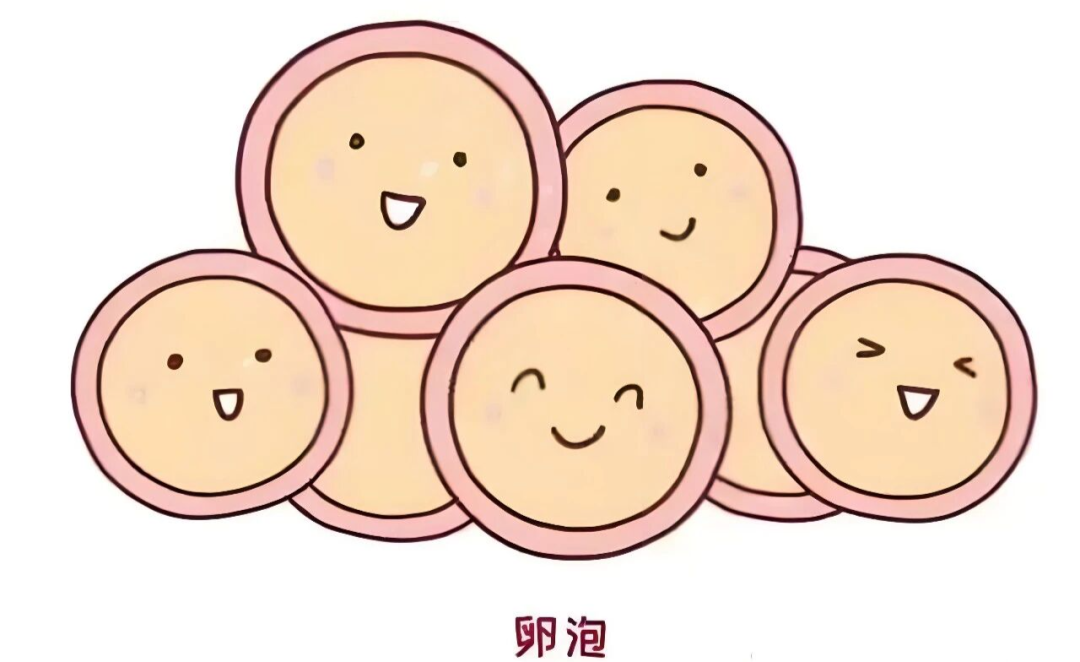 卵泡早发会影响怀孕吗？如何改善卵泡早发提高受孕率？揭秘卵泡发育不均的三大原因！