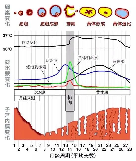 卵泡早发会影响怀孕吗？如何改善卵泡早发提高受孕率？揭秘卵泡发育不均的三大原因！