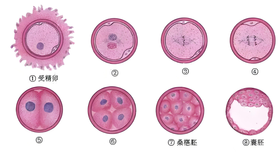 胚胎停止发育的原因有哪些？卵子质量如何影响囊胚形成率？如何提高囊胚培养成功率？